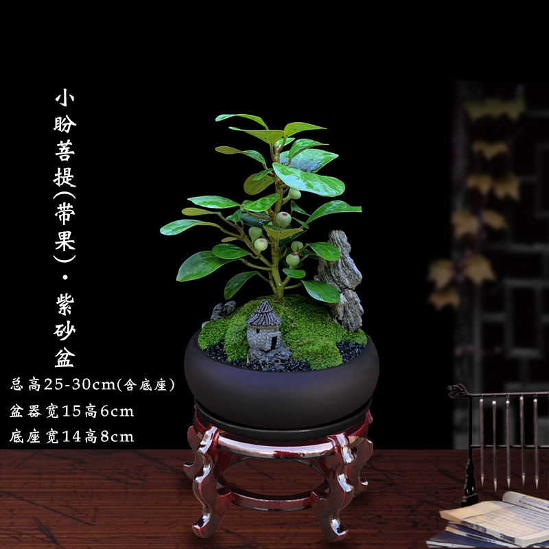 文竹盆栽室内植物办公室绿植好养小叶紫檀黄杨蓬莱松发财树真盆景