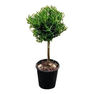 独杆迷迭香盆栽老庄盆景驱蚊驱虫可食用植物四季常青带香味绿植花