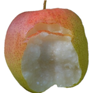 老北京平谷脆皮红肖梨红梨包邮农家新鲜水果特产做冰糖红宵梨5斤