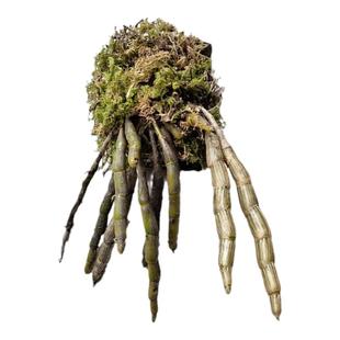 尖刀唇石斛室内外窗阳台绿植物盆栽观赏好寄生吊兰花卉带根原种苗