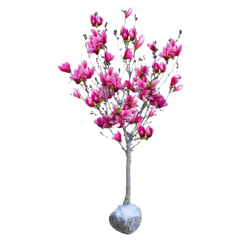 玉兰树苗紫白黄二乔娇红别墅庭院大型耐寒盆栽风景树玉兰花带花苞