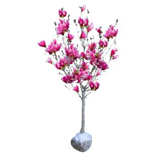 玉兰树苗紫白黄二乔娇红别墅庭院大型耐寒盆栽风景树玉兰花带花苞