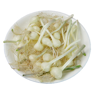 东北小根蒜现挖包邮大脑瓜嘣薤白小根菜野蒜山葱特产新鲜蔬菜咸菜