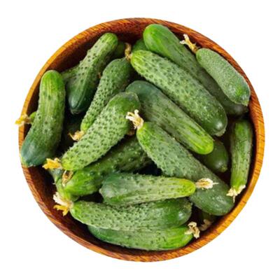 先锋黄瓜种子F1高产新嫩浓郁多汁