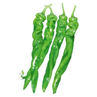 绿螺丝椒种子苗秧小尖椒秧苗四季菜种春季春播蔬菜辣椒种籽孑籽种