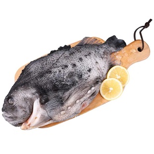 海参斑 鲜冻海参斑 深海鱼石斑鱼深海鱼海参斑 一条3斤-4斤 食品