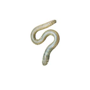 包邮青蚯蚓特大蚯蚓鲜活黑蚯蚓钓鱼鱼饵垂钓钓黄鳝活饵活体臭蚯蚓