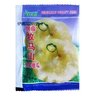 凉薯种籽细藤牧马山水果地瓜种子水果豆薯特大白瓤香甜早熟苗秧种