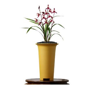 翁源老种四季建兰花苗紫凝名品小国魂市长红带花浓香好养室内盆栽