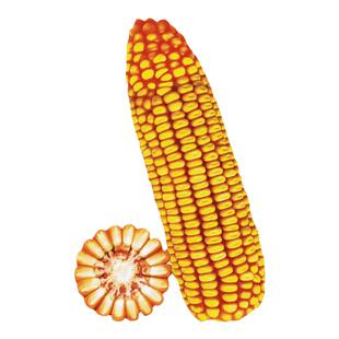 国产郑单958玉米种籽孑饲料种子高产杂交高产优质正品良大田春季