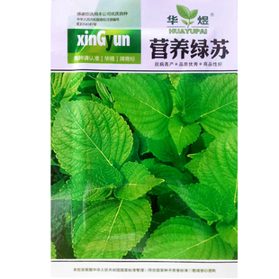 苏子叶种子孑苗双青绿大圆香四季盆栽食用烤肉泡菜蘸酱绿苏籽食用