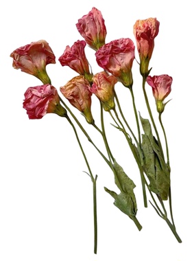 【洋桔梗花头】干花天然真花造景装饰插花diy画框材家居摆设配花