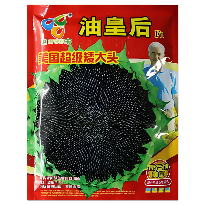 美国矮大头油皇后油葵种子