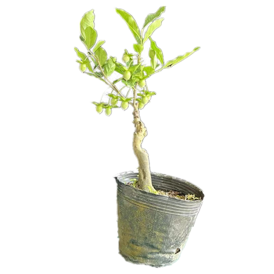 金弹子嫁接稀有品种苗观果叶盆景