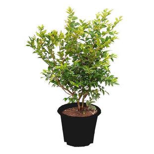 四季嘉宝果树果苗沙巴艾斯卡树葡萄苗果树庭院名贵南北方种植盆栽