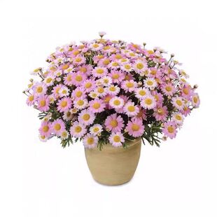 除虫菊花种籽子庭院驱蚊草花卉驱虫菊花种子大全室外四季播种开花