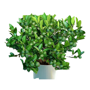 小青柠树苗海南小青桔金桔树香水柠檬树盆栽带果庭院阳台果树果苗