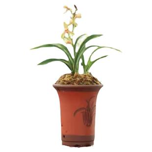 兰花盆栽四季兰禅月达摩四季开花浓香易花叶带金边阳台庭院