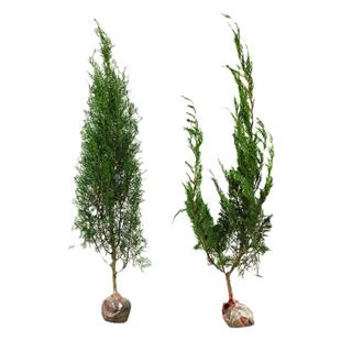 柏树树苗 塔柏 侧柏树苗扁柏圆柏 宝塔松 龙柏松柏树苗绿化四季青