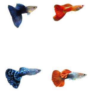 孔雀鱼热带纯种活鱼苗淡水小型好养易观赏鱼胎生凤尾鱼灯科鱼混养