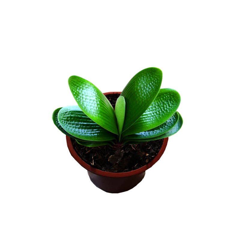 绿植凤冠虎头宽短叶包邮君子兰