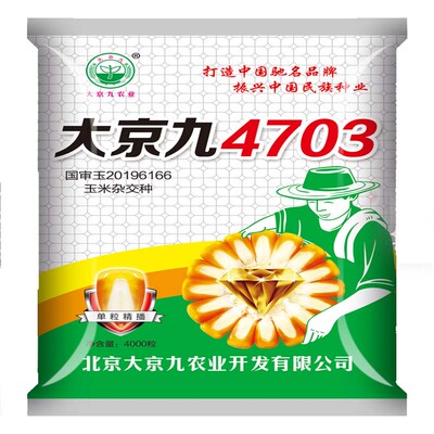 高产大京九青贮专用玉米