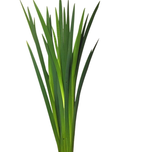 鸢尾叶春兰叶新菖蒲剑叶鲜切叶鲜花速递配叶花艺造型辅叶家用瓶插