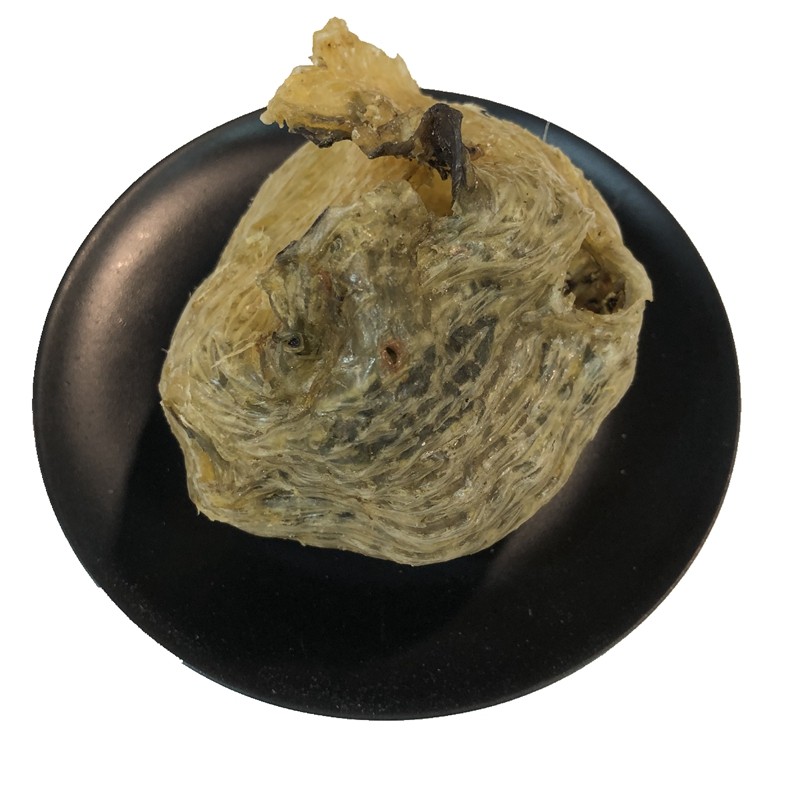 已拔刺刺龟皮无刺海胆刺豚鱼皮干