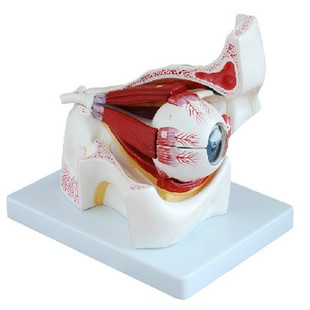 人体眼球与眼眶放大解剖模型 眼球的视神经和肌肉扩大3倍角膜虹膜
