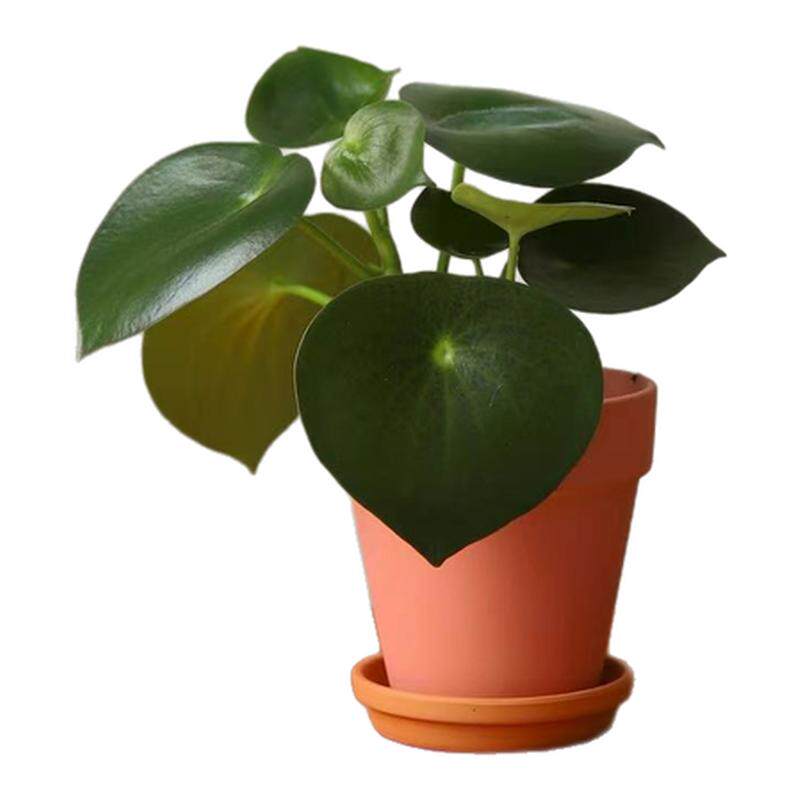 荷叶碧玉椒草ins室内好养趣味