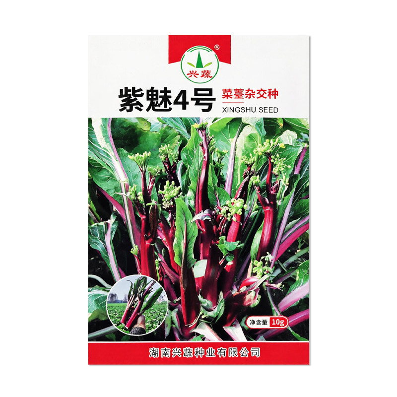 兴蔬紫魅4号红菜苔种子