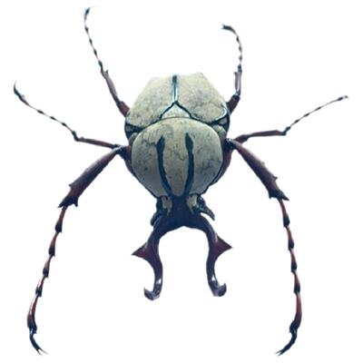 未整姿原虫黄粉鹿角花金龟