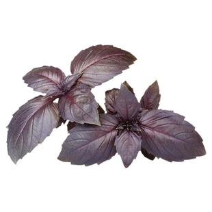 柠檬罗勒种子食用九层塔甜罗勒种籽春秋四季盆栽阳台青菜蔬菜种孑