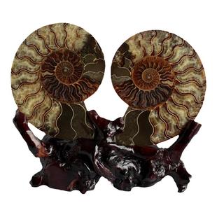 水玉冰魄天然斑彩螺切片对螺菊石化石聚宝盆家居店铺摆件实物送座