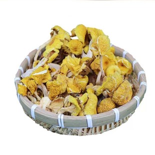 东北纯野生榆黄蘑鸡油菌类特产新鲜干黄丝菌黄金菇榆黄菇煲汤食材