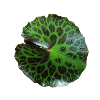 碗莲睡莲龟背荇菜净化水质一叶莲