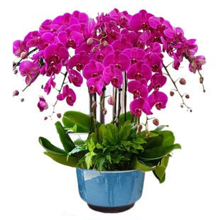 蝴蝶兰盆栽带花苞精品蝴蝶兰花盆栽年宵花兰花北京同城