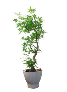 正宗鸡爪槭枫树苗庭院盆栽