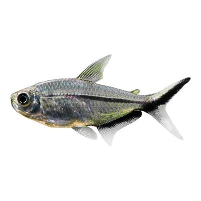 黑尾大勾群游王者淡水热带观赏鱼