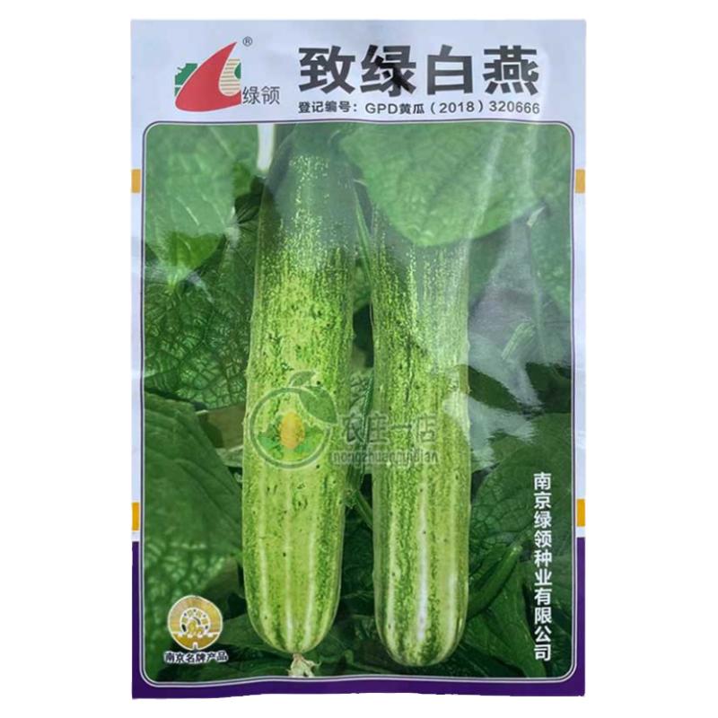 大吊瓜种籽无刺老品种水果黄瓜