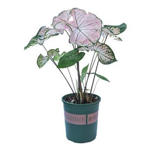 粉色飞溅彩叶芋盆栽大苗室内阳台室外庭院花卉植物绿植花苗好养活