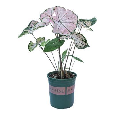 粉色飞溅彩叶芋盆栽大苗绿植