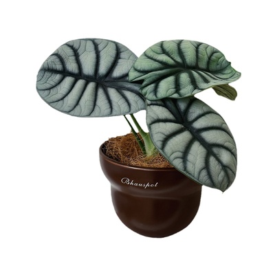 白犀牛海芋北欧室内客厅绿植盆栽