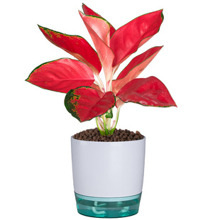 白象白如意皇后盆栽办公室内桌面植物客厅好养净化空气绿植万年青