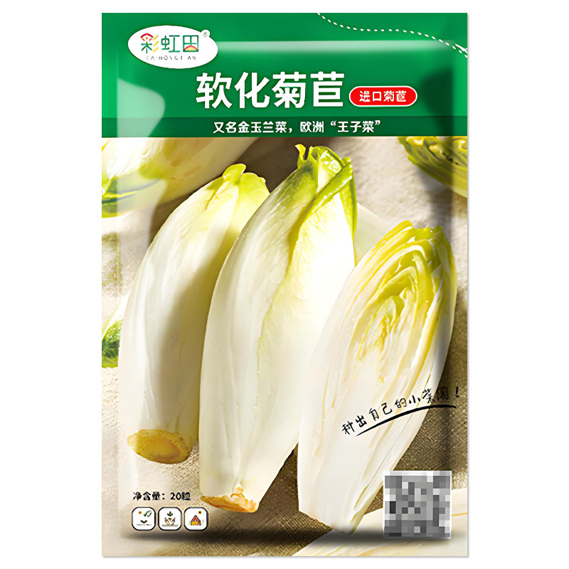 软化菊苣种子金玉兰菜种籽