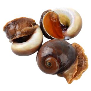 鲜活猫眼螺超大香螺大沙螺红香螺野生新鲜白玉螺海鲜贝类海螺包邮