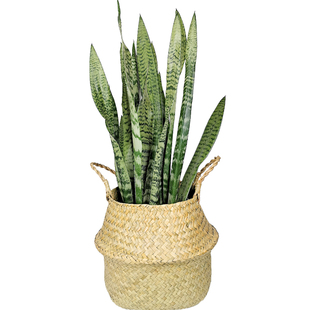 绿色虎尾兰高银脉虎皮兰包邮室内客厅植物易活耐热净化空气绿植