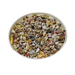 1200只混装彩色迷小海螺贝壳 鱼缸造景手工diy相框生态瓶材料