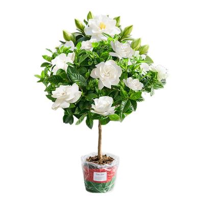 栀子花大苗带花苞适合懒人养