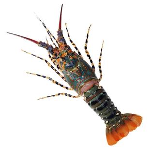 澳洲大龙虾特大鲜活速冻中华锦绣大花龙虾冷冻小青龙海鲜水产